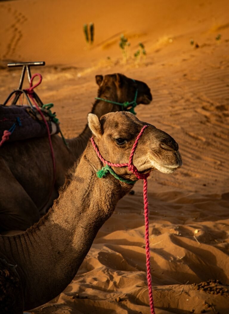 3-Day Desert Trek from Ouarzazate – Tidri & Erg Sahel Dunes