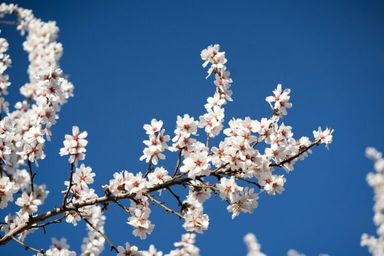 3-Day Spring Wildflower Trek in the High Atlas