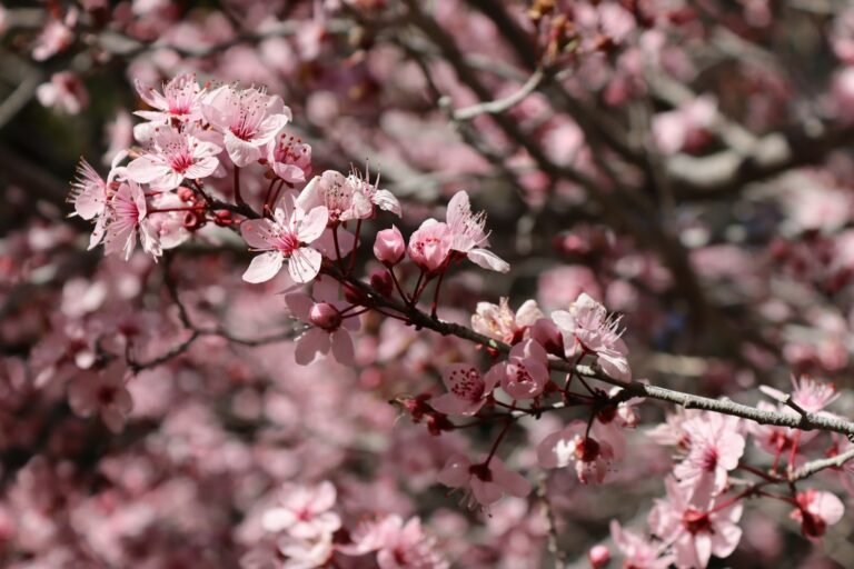 3-Day Spring Wildflower Trek in the High Atlas