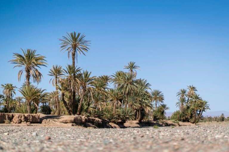 5-Day Sahara Camel Trek through the Draa Valley
