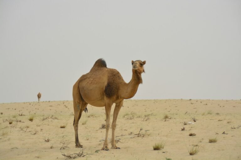 5-Day Sahara Camel Trek through the Draa Valley