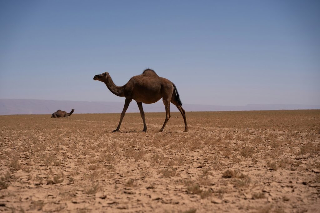 6-Day M'Hamid to Erg Chigaga Trek – Singing Dunes – Marrakech, M'Hamid, Morocco