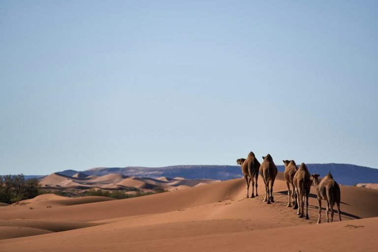 6-Day Sahara Trek South of M'Hamid – Erg Zaher Loop