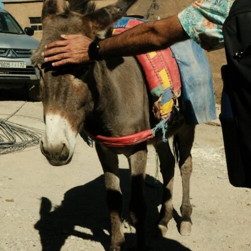 Private Atlas Mountains & Berber Villages Day Trip