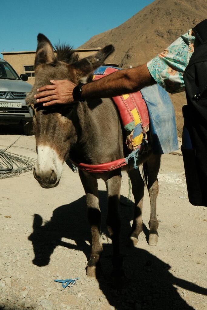 Private Atlas Mountains & Berber Villages Day Trip
