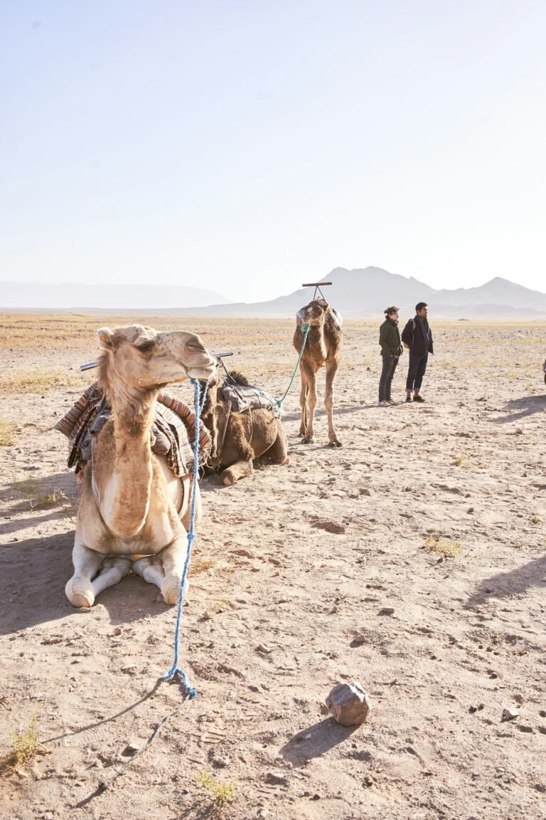Shared 2-Day Zagora Desert Trip from Marrakech
