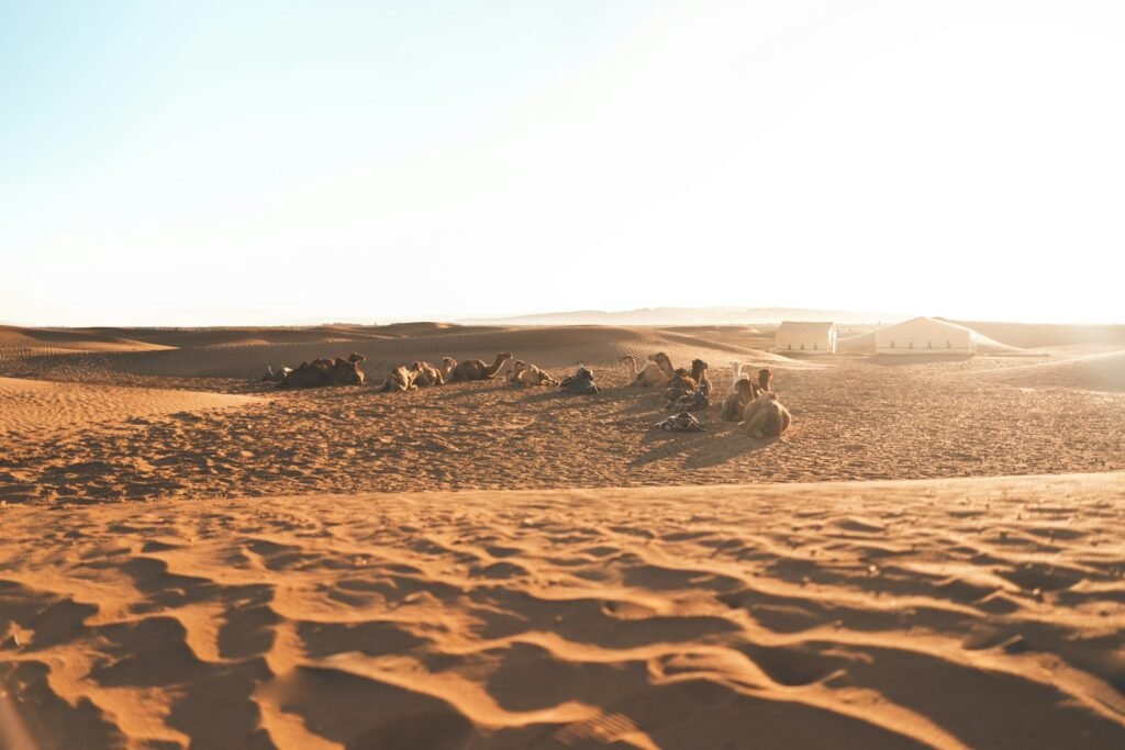 Shared 2-Day Zagora Desert Trip from Marrakech
