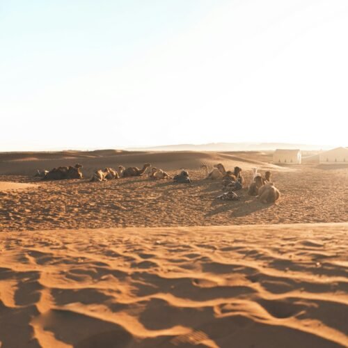 Shared 2-Day Zagora Desert Trip from Marrakech