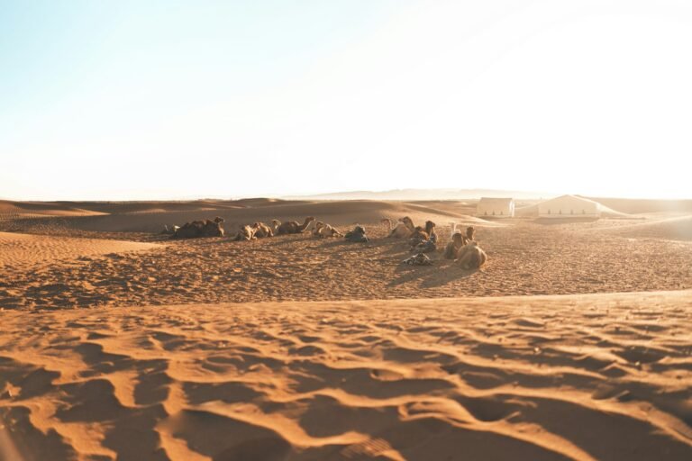 Shared 2-Day Zagora Desert Trip from Marrakech